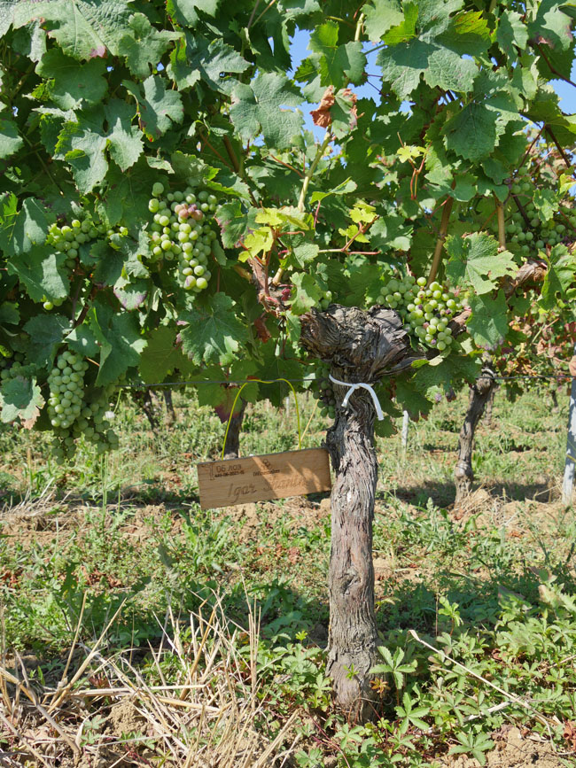 Виноградник на урожай